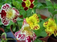 เมล็ดพันธุ์ มิมิวลัส / ไทเกอร์ มังกี้ mimulus tigrinus tiger monkey 400 เมล็ด เมล็ดพันธุ์จาก อังกฤษ