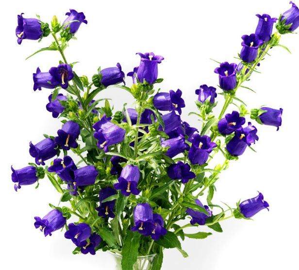 Carpathian Harebell Blue Flower Seed - Bellflowers 