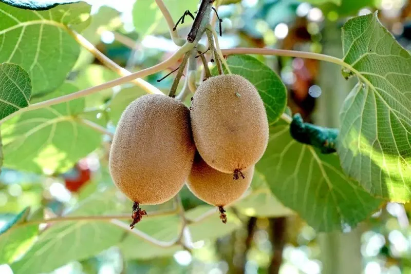 Kiwi Seeds Kiwi Berry Kiwi Fruit Organic Fruit Seeds - TonySeeds