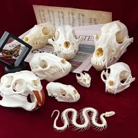 Real Taxidermy Animal Skull Animal Bones Real for Craft Skull Decoration for Home Specimen Collectibles Study Special Gifts