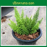 ต้นปริกปริกหางกระรอก (Foxtail Asparagus Fern)ต้นไม้ประดับตระกูลเฟิร์น ต้นไม้มงคลฟอกอากาศนิยมแต่งคาเฟ่