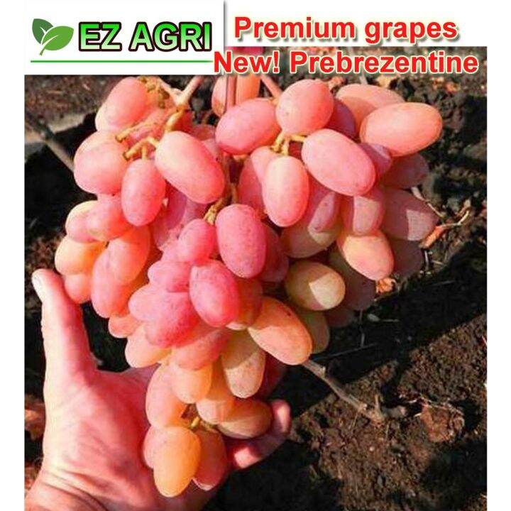 Sweet shop BAIKONUR Grapes Cuttings GIANT RED SEEDLESS by ga3 Gift of