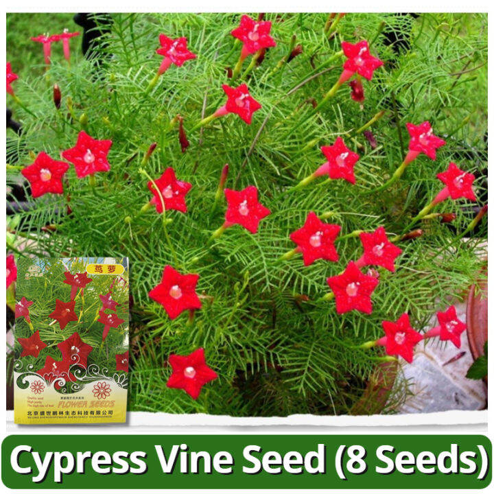 High Quality Red Cypress Vine Plant Seeds (8 Seeds) Ipomoea Quamoclit
