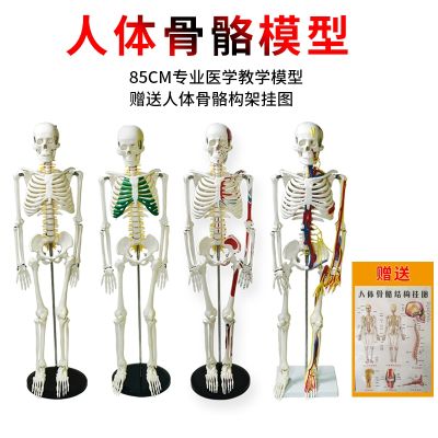 Human skeleton model 85 cm medical skeleton spine adult spinal remove body skeleton models simulation hands