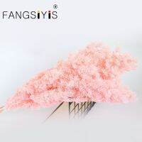 【ผู้หญิงสูงศักดิ์】ความยาว: 35-43ซม./ประมาณ65-80กรัมดอกไม้แห้งดอกไม้ที่เก็บรักษาไว้ Penglai PineEternelle หน่อไม้ฝรั่ง Myriocladus ช่อ