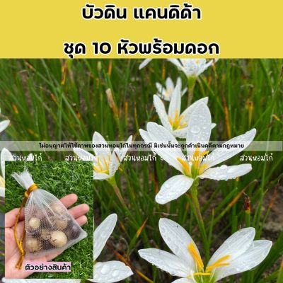 บัวดินแคนดิด้า 10หัว