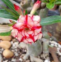 2 เมล็ด เมล็ดพันธุ์ ชวนชม สายพันธุ์ Judy สีแดงขาว Bonsai Desert Rose Adenium Seed กุหลาบทะเลทราย ราชินีทะเลทราย บอนไซ มีคู่มือปลูก