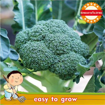 อัตรางอกสูง! บรรจุ 200 เมล็ด เมล็ด บรอคโคลี ( Broccoli Seeds ) เมล็ดผักสวนครัว เมล็ดพันธุ์ผัก3a Seeds vegetable organic ต้นไม้มงคล ต้นไม้ฟอกอากาศ เมล็ดพันธุ์พืช เมล็ดดอกไม้ พรรณไม้ ต้นไม้ พันธุ์ไม้ผล ผักสวนครัว plants ของแต่งสวน Seeds for eating