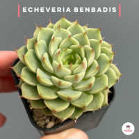 Echeveria Benbadis ไม้อวบน้ำ กุหลาบหิน แคคตัส กระบองเพชร cactus&amp;succulent