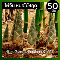 เมล็ดไผ่จีน เมล็ดไผ่ เมล็ดพันธุ์ ไผ่จีน ไผ่ปักกิ่ง ออกหน่อ 4 ฤดู ( Four Seasons bamboo shoots ) กินหน่อ 50เมล็ด นำเข้า 100%