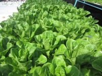 เมล็ดผักสลัดกรีนคอสผักกาดคอส (Cos Lettuce)