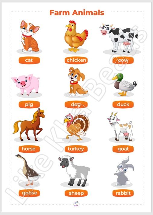 Laminated Big chart Farm Animals Educational Chart for kids, Laminated