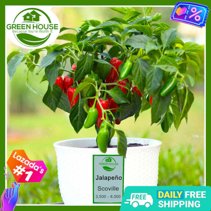 Jalapeno Seeds for Planting Vegetable Plants Fertilizer buy 1 take 1