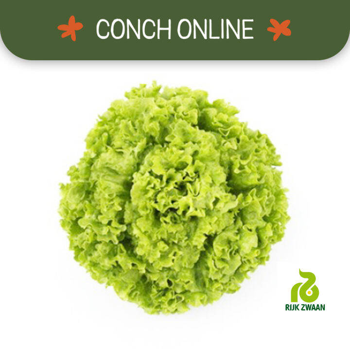 Olmetie Rijk Zwaan Green Batavia Lettuce Seeds Repacked Lazada PH