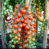 เมล็ดพันธุ์ มะเขือเทศ เชอรี่ ซุปเปอร์สวีท100 (Super Sweet 100 Tomato Seed)บรรจุ 10 เมล็ด หวานระดับ  8 Brix ของแท้ 100%