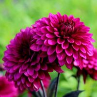 1 หัว/ออเดอร์ รักเร่ Dahlia Bulb สายพันธุ์ Purple Flame หัวรักเร่ ดอกไม้ หัวหน่อ เหง้า นำเข้า เนเธอร์แลน หัวสดใหม่