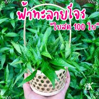 ฟ้าทะลายโจร ใบสด  100 ใบ ออแกนิค ปลอดสารเคมี 100% แคปซูล เมล็ดพันธุ์  สารสะกัด