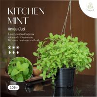 Treeno.9 T393   คิทเช่นมิ้นท์ (สะระแหน่) (Kitchen mint) กระถาง 8 นิ้ว / สูง 20-30 ซม. / สมุนไพรฝรั่ง กลิ่นหอม (ต้นไม้)