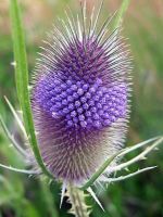 เมล็ดพันธุ์ ทีเซล Dipsacus fullonum wild teasel 100 เมล็ด เมล็ดพันธุ์จาก อังกฤษ