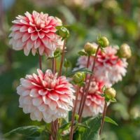 1 เหง้า/ชุุด รักเร่ Dahlia Bulb สายพันธุ์ Larrys Love หัวรักเร่ ดอกไม้ หัวหน่อ เหง้า นำเข้า เนเธอร์แลน หัวสดใหม่