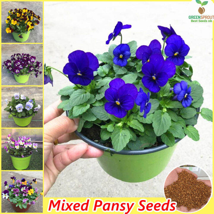 Malaysia easy to grow mixed pansy gardening seeds assorted flower seeds