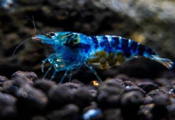 【Su's Aquatic】TAIWAN IMPORTED BLUE DRAGON BLOOD / BLUE CALCEO DRAGON ...