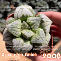 ฮาโวเทีย​ SPLENDENS​ ARIES ร้านใบบุญกุหลาบหิน Succulent Echeveria Haworthia Cactus  Lithop ไม้อวบน้ำ ไลทอป