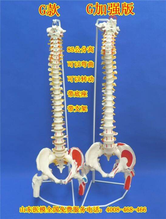 standard-of-human-spine-model-1-1-bonesetting-cervical-spine-model-lumbar-bone-model-color-spine-specimen