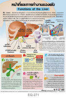 โปสเตอร์ หน้าที่และการทำงานของตับ  #EQ-271 โปสเตอร์กระดาษอาร์ตมัน #วิทยาศาสตร์ สื่อการเรียนการสอน สื่อการเรียนรู้