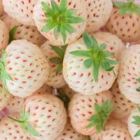 50 เมล็ด/ชุด เมล็ดพันธุ์ Strawberry สายพันธุ์ Pineberry