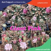 เมล็ดยิมโน "Giant Pink"