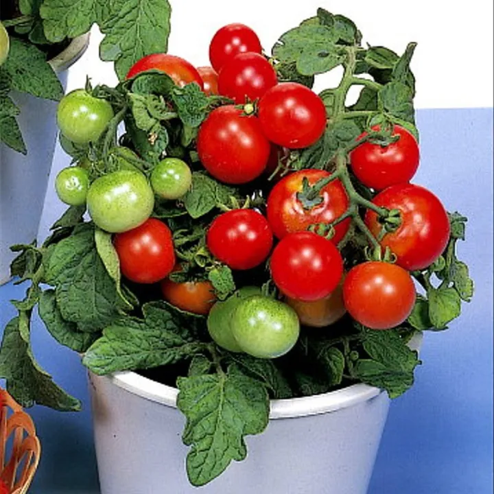 Dwarf Hybrid Variety Cherry Tomato Seeds for Planting Plants buy 1 take