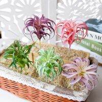 【YF】✧№  Artificial Succulent Air Fake Plastic Flowers Wall Decoration