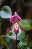 30 เมล็ดพันธุ์ เมล็ดกล้วยไม้ กล้วยไม้รองเท้านารี (Paphiopedilum Orchids) Orchid flower seeds อัตราการงอก 80-85%