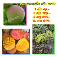 มะม่วงR2E2หรือมะม่วงแอปเปิ้ล (4 ต้น) ผลสุกผิวผลจะมีสีเหลืองอมแดง เนื้อสีเหลืองมะนาว ไม่มีเสี้ยน รสชาติหวาน มีต้นพันธุ์พร้อมส่ง