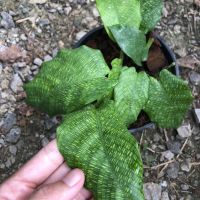 ( Pro+++ ) สุดคุ้ม คล้าโมเสค  Calathea Musaica ใบลายสวย กระถาง5นิ้ว ราคาคุ้มค่า พรรณ ไม้ น้ำ พรรณ ไม้ ทุก ชนิด พรรณ ไม้ น้ำ สวยงาม พรรณ ไม้ มงคล