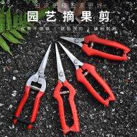 ✨ โปรโมชั่นส่วนลด ✨Fruit picking shears Gardening pruning shears Thin fruit sci กรรไกรเก็บผลไม้, กรรไกรตัดแต่งกิ่ง, กรรไกรตัดผลไม้หายาก, ส้มผลไม้, เก็บผัก, กรรไกรเก็บองุ่น, กรรไกรเก็บผลไม้ shanghaishunli. 4.4dayuan