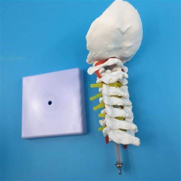 1-1-human-cervical-spine-bone-skeleton-model-with-neural-model-teaching-medical-specimens-of-human-body