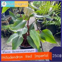 Promotion ฟิโลมรกตแดง/มรกตแดง/philodendron red imporald/imporald red พร้อมส่ง พรรณ ไม้ น้ำ พรรณ ไม้ ทุก ชนิด พรรณ ไม้ น้ำ สวยงาม พรรณ ไม้ มงคล