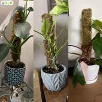 ZDJR มอสวางซ้อนกันได้ไม้มอสขนาดใหญ่นำกลับมาใช้ใหม่ได้สำหรับพืชปีนเขา Monstera