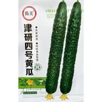 Jinyan No. 4 cucumber 5g early-maturity high-yield balcony garden sowing melon fruit vegetable