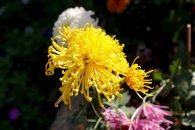 100 เมล็ดพันธุ์ เมล็ด ดอกเบญจมาศ หรือ ดอกมัม เป็นดอกไม้แห่งความรื่นเริงและความบริสุทธิ์ใจ Chrysanthemums Seed อัตราการงอกสูง 80-85%
