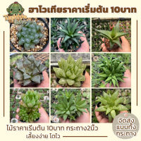 ฮาโวเทีย Haworthia ราคาพิเศษ (ส่งทั้งกระถาง)