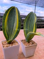 Sansevieria Masonniana ครีบปลาวาฬด่างเหลืองใบใหญ่(ส่งแบบล้างราก) #แคคตัส #กระบองเพชร #ต้นไม้สวยงาม #Aloe Hybird #ไม้อวบน้ำ #กุหลาบหิน #Cactus