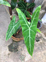 Alocasia candelabra จัดส่งเป็นต้นขุดสดๆๆ ตัดใบรอด1000000% #ต้นไม้มาแรงสำหรับคนรักไม้ใบ #ราคาถูกมาก