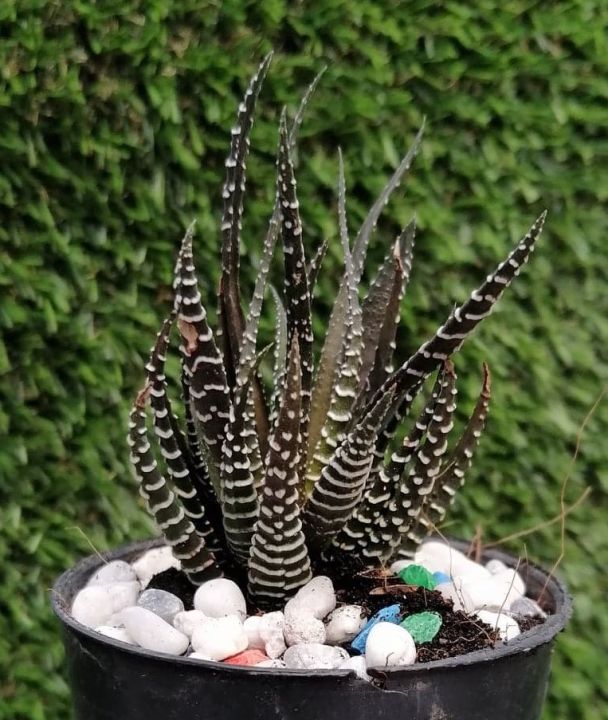 ไก่ต็อก-แคคคัส-ฮาโวเทีย-haworthia-เด็ดสด-ส่งต้นไม่มีกระถาง