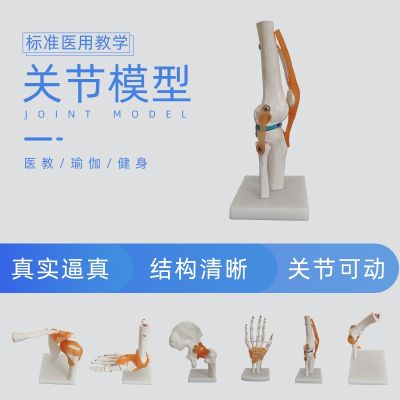 Human knee joint hands shoulder cubits hip reinforcement skeleton model medical teaching ligament of the cervical vertebra lumbar plastic