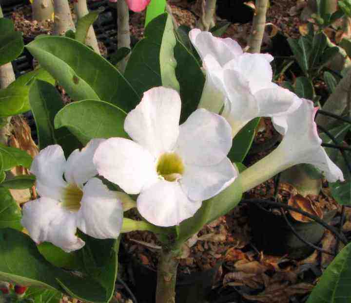 10-เมล็ด-เมล็ดพันธุ์-ชวนชม-สายพันธุ์ไต้หวัน-สีขาว-adenium-seeds-กุหลาบทะเลทราย-bonsai-desert-rose-ราชินีบอนไซ-มีคู่มือปลูก-นำเข้าจากไต้หวัน