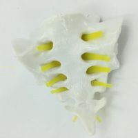 Sacrum skeleton model of human body anatomy of the sacrum coccyx simulation miniature human spine