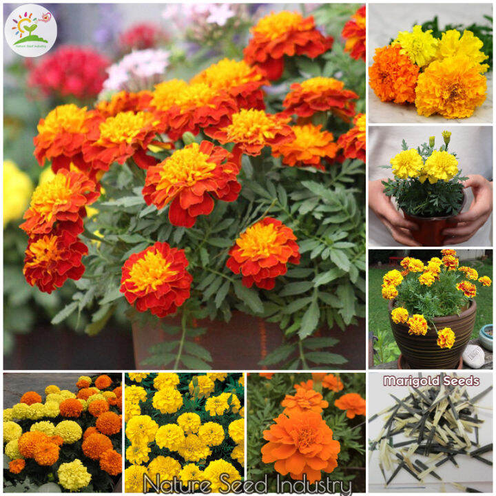 Marigold Flower Seeds for Sale (100 seeds/pack, Mix Color) Gardening